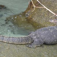 敷地内のオオトカゲ