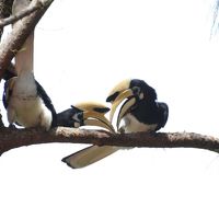 敷地内のホーンビル