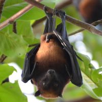 敷地内のフルーツバット