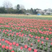 桜とチューリップ