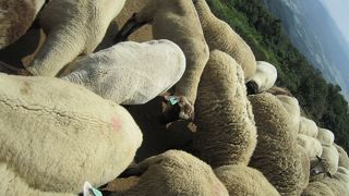 緑の芝生がきれい