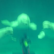 イルカのショー