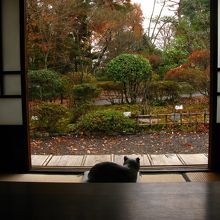 我輩は”漱石”である