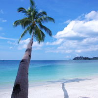 この椰子の木が雰囲気満点！