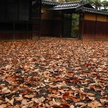 日本の秋に出会えます