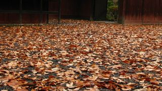 落ち葉舞う明治