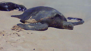 出会える確率高し！