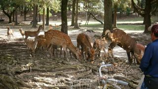 奈良の可愛いマスコット