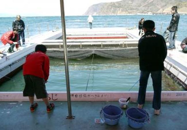 子供達でも楽しめる安全な釣堀です 