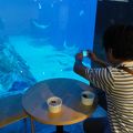 済州島にできたばかりの新しいアジア一大きい水族館