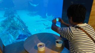 済州島にできたばかりの新しいアジア一大きい水族館
