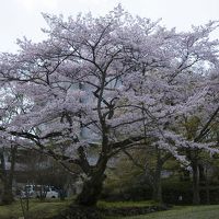 立派な桜が沢山あります