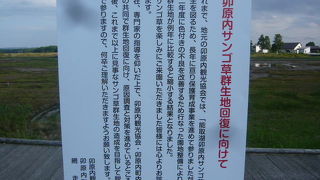 卯原内のサンゴ草は悲惨な状況