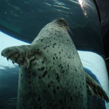 がんばりました