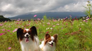 中に入らなくても