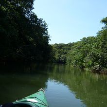 カヌーでマングローブめぐり