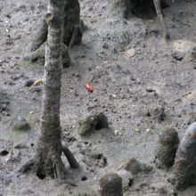 赤いシオマネキ？！