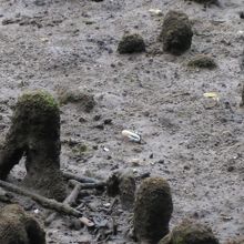 そしたらそのうちシオマネキが出てきます。