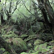 苔がいきいきしています！