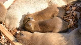 広くて本格的！