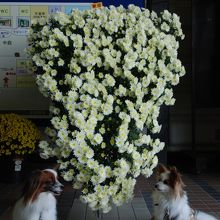 観光センターの菊の展示