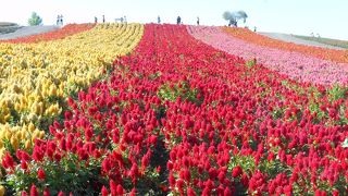 美瑛で必見の花畑！
