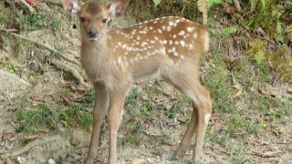 大人も子供も大喜び