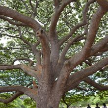 木の幹からこんな感じで広がってます。