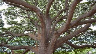 ☆ハワイの自然のすごさを実感☆