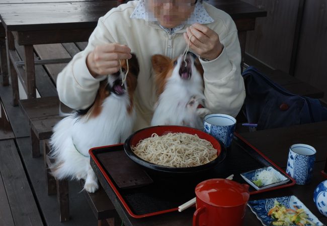 コスモス園の前にあります