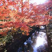 大イチョウがなくても ・・・