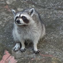 アライグマの群れがおもしろいですよ