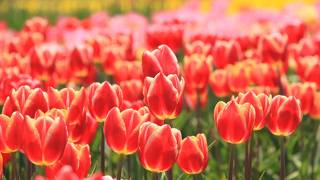 500品種、100万本のチューリップに感動！