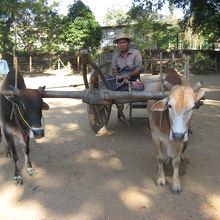この牛車で観光します。