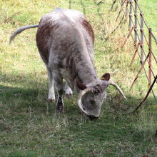 動物もたくさんいました