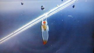 流氷の妖精「クリオネ」は必見！