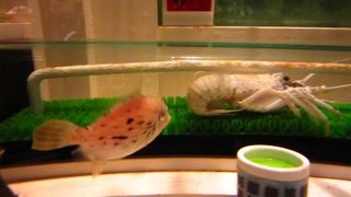 日本一笑える水族館？