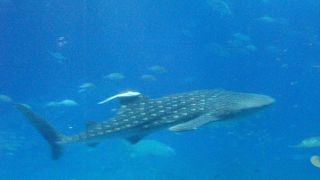 沖縄の水族館といえばここ！