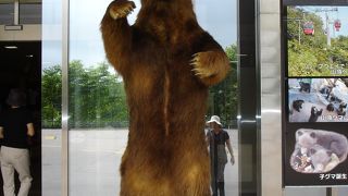 ヒグマは大きい