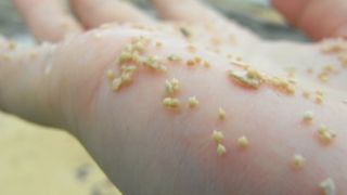 星砂だらけ！　＠星砂の浜（西表島）