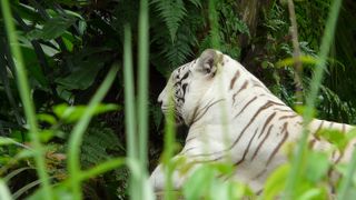 子供は喜びました