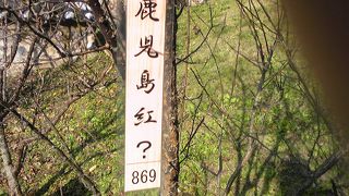 鹿児島紅？があります