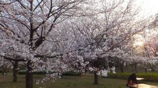 お花見にも使える総合公園