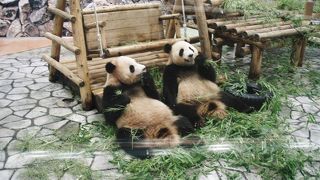 パンダがいっぱい