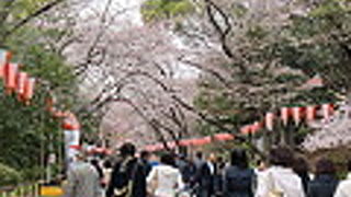 春のお花見は良かったです！