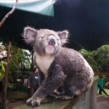 なで放題のコアラ