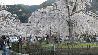 嵐山（渡月橋周辺）の桜 