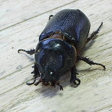 台湾カブト虫が・・。