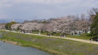 鴨川の桜 