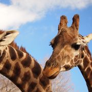 突っ込みどころ満載動物園